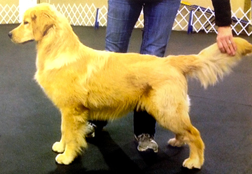 tebow at 7 months